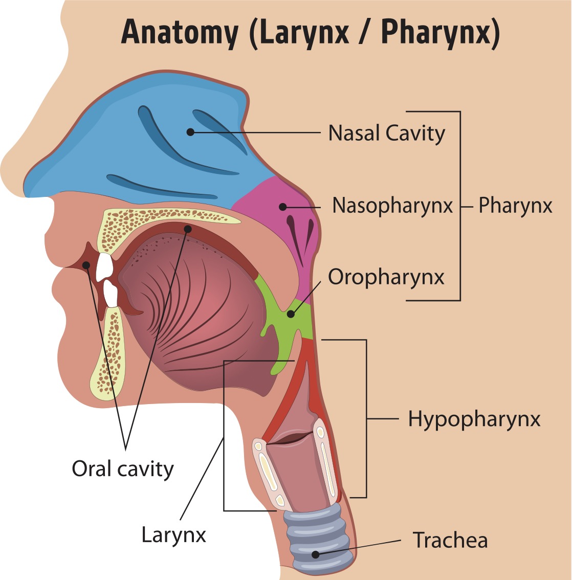 Anatomy of larynx/pharynx